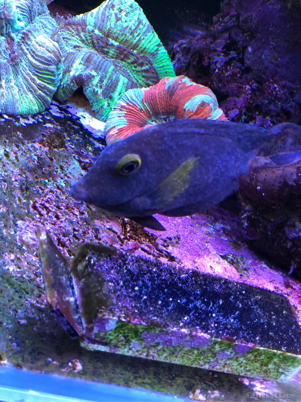 东非金眼吊身上白蒙蒙的一层,持续半年了至少