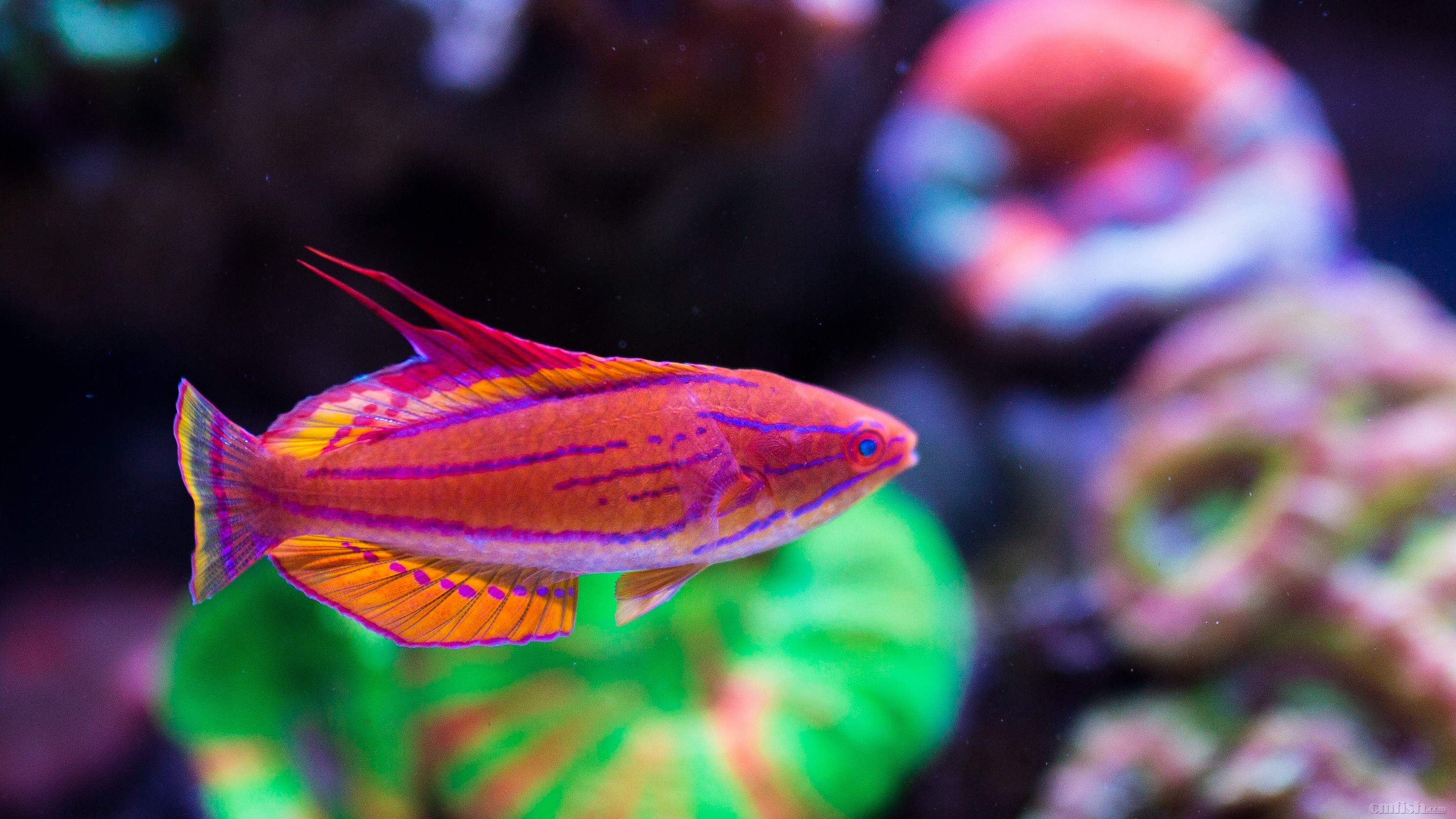 这些年我养过的隆头鱼 - 海水观赏鱼 - cmf海友论坛 - powered by