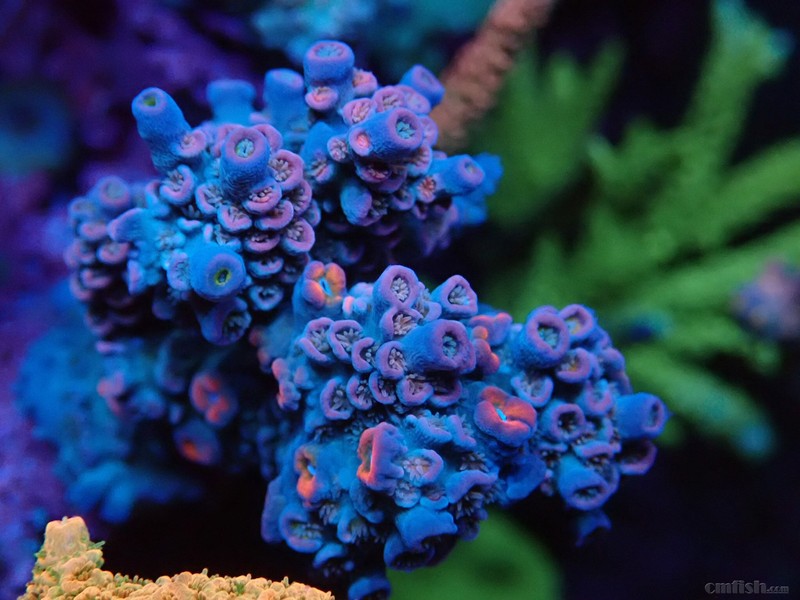 WeChat Image_201802062133029 - ���� ����.jpg