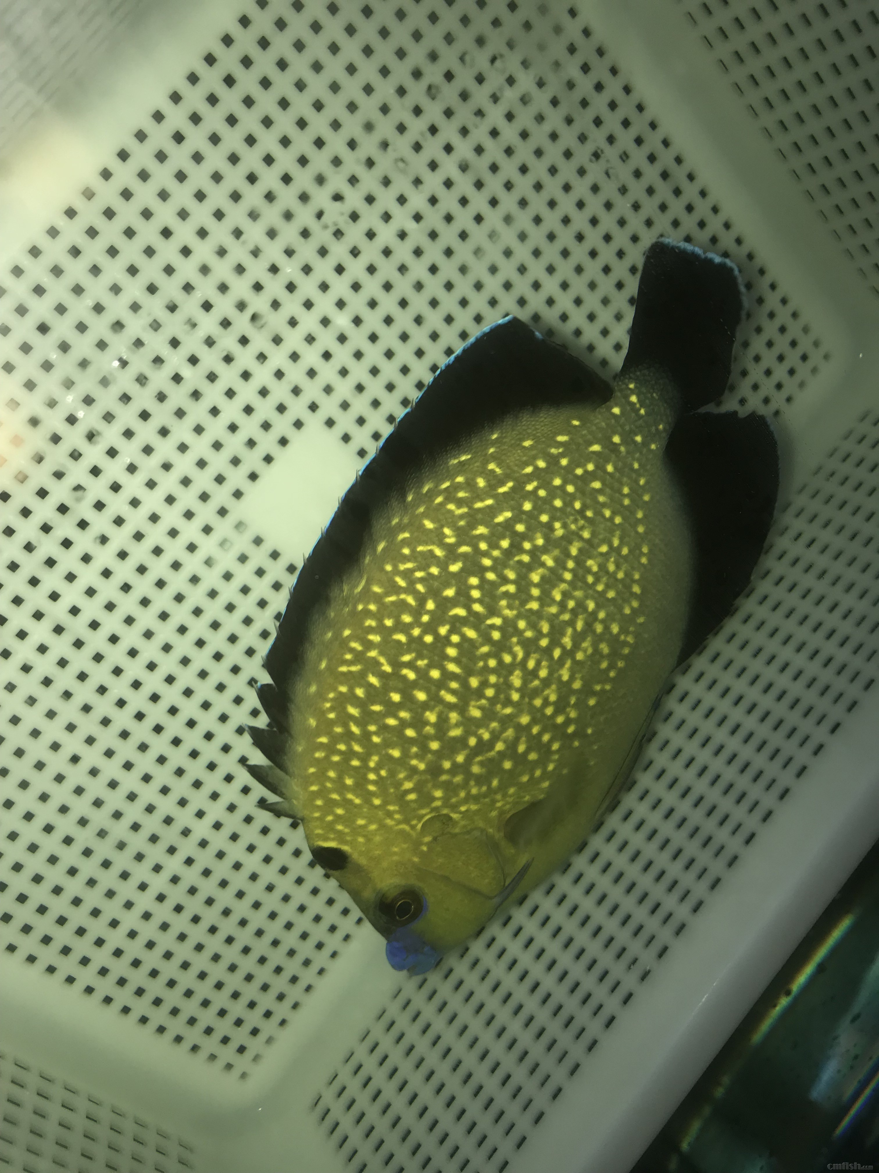 黄金火花仙 (2).jpg