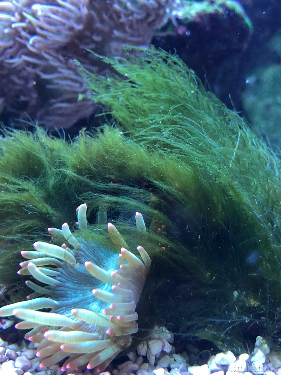 请教这是绿毛藻还是小羽毛藻?