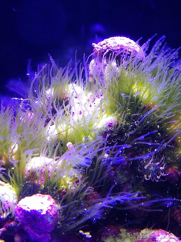 急!请教这是绿毛藻还是小羽毛藻?