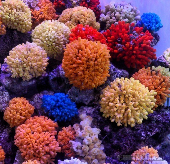 cladocora-eguchipsammia-persian-gulf-azoox-coral-5 (2).jpg