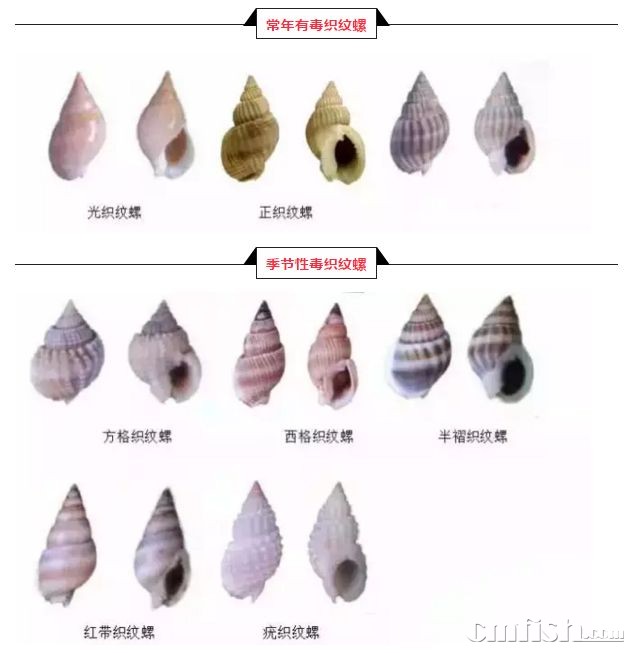 织纹螺