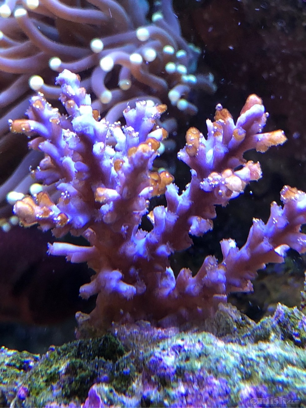 求助贴 - sps硬骨珊瑚 - 海友论坛 - powered by discuz!