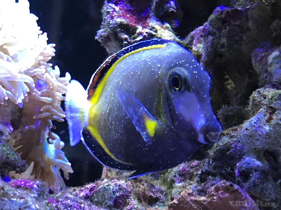 现在除了白点外关灯后这些黑点就很明显,刷鱼轻微白点,就七彩吊特严重