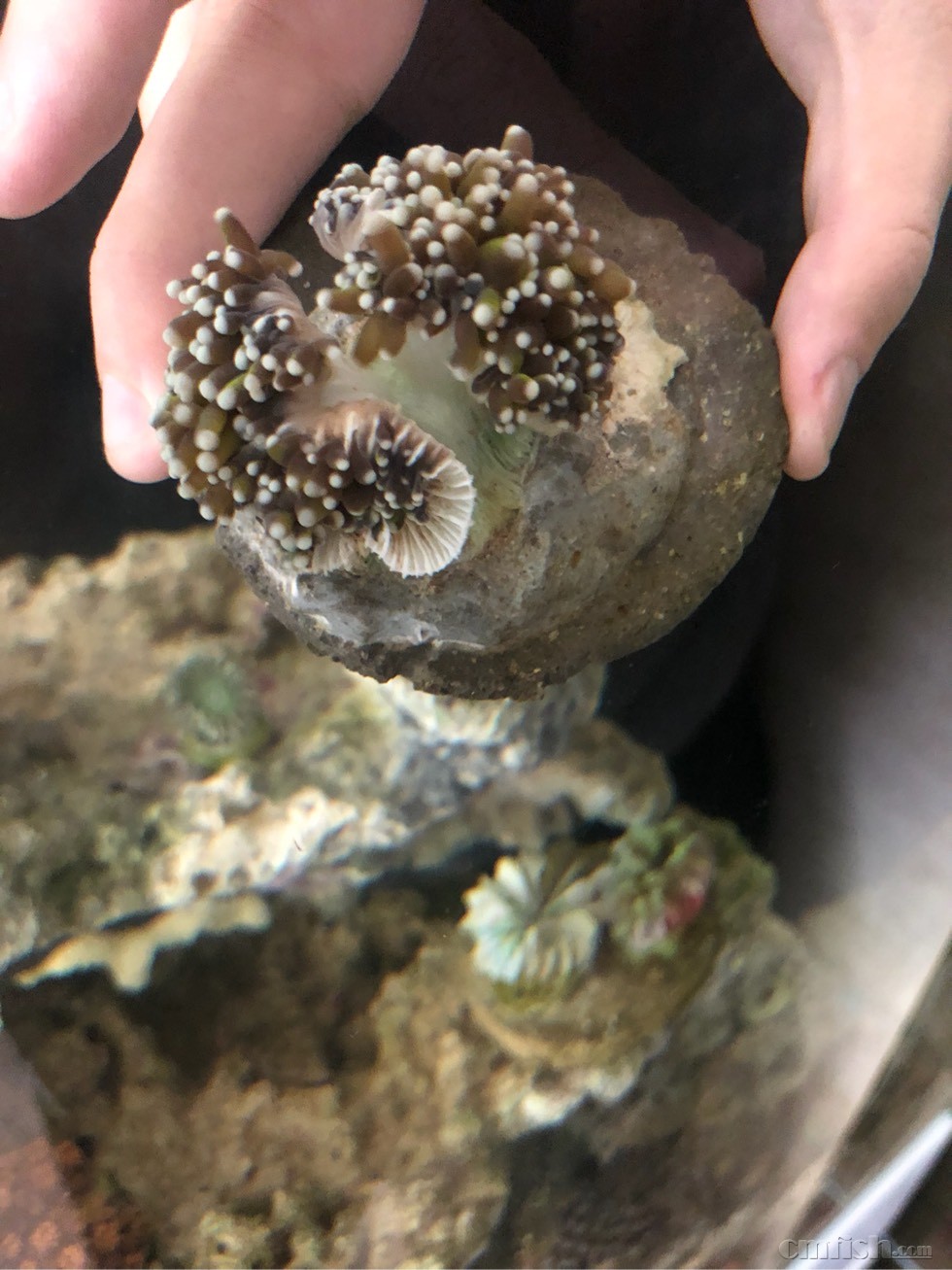 请问余老师,火柴头脱骨