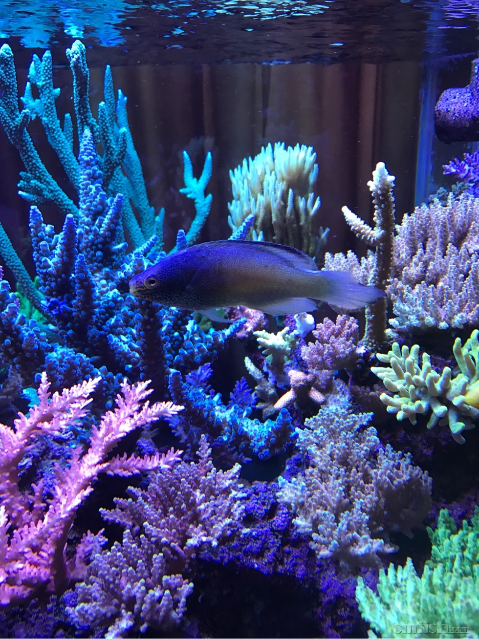 出金丝雀400 - 上海地区 - cmf海水观赏鱼论坛 - powered by discuz!