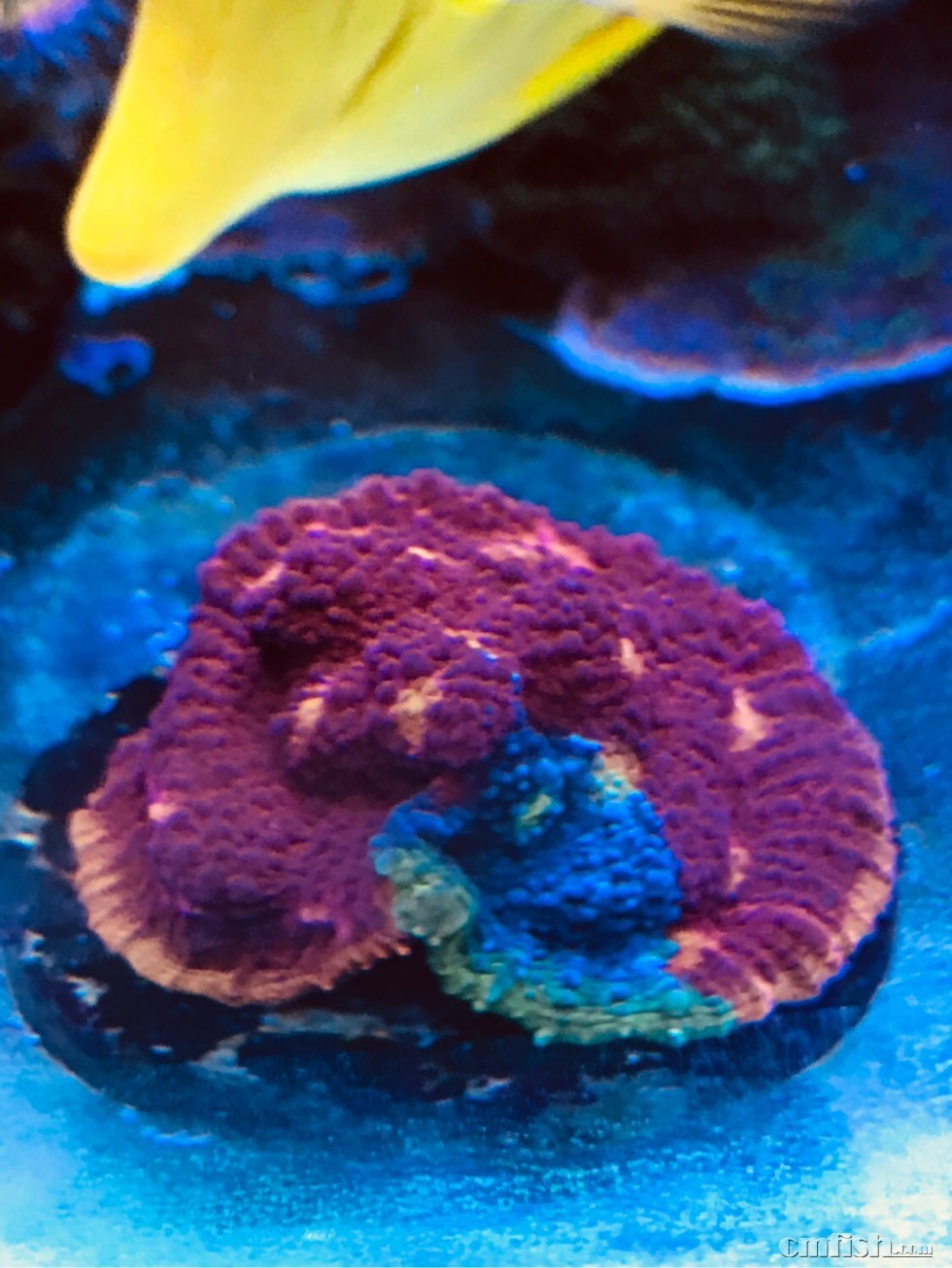 调色盘的饲养 - lps珊瑚及软体 - 海友论坛 - powered by discuz!