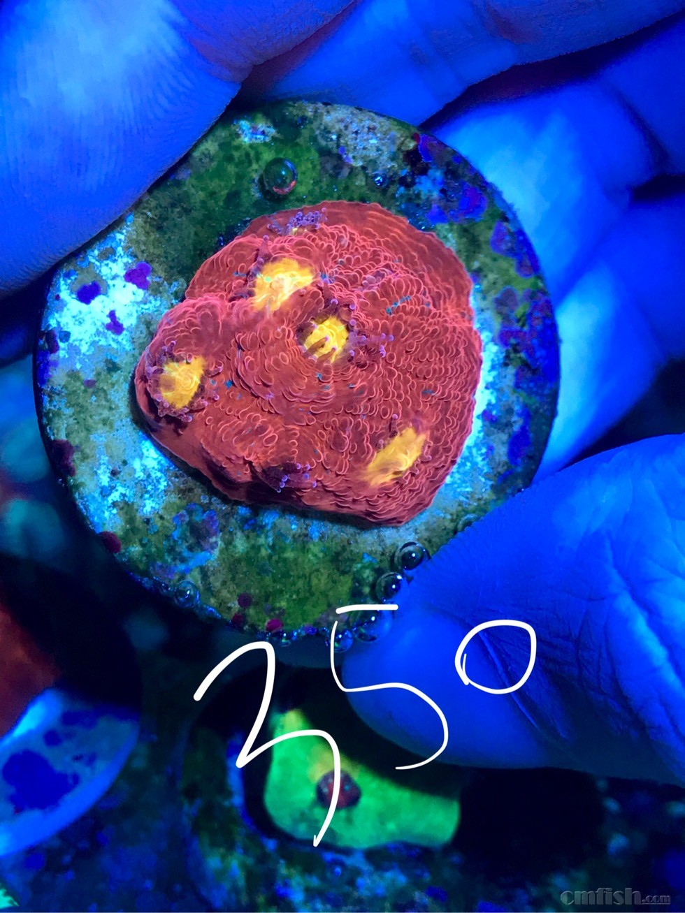 江苏周边去些繁殖品种,荧光麦穗50块起 长须非皮 四色调色盘!