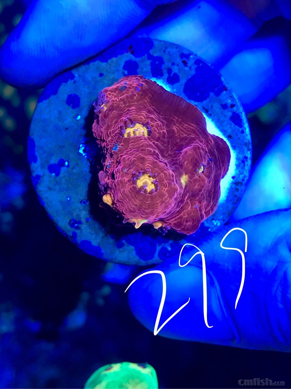 出自己繁殖的麦穗,长须非皮,调色盘珊瑚.