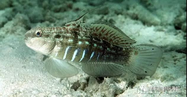 关于铺沙的详细说明(二)常见翻砂生物