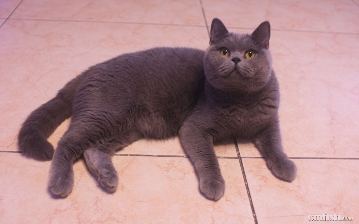 刘家窑附近 自家繁育英短蓝猫 由于搬家 便宜出售 鱼友价1500-2000