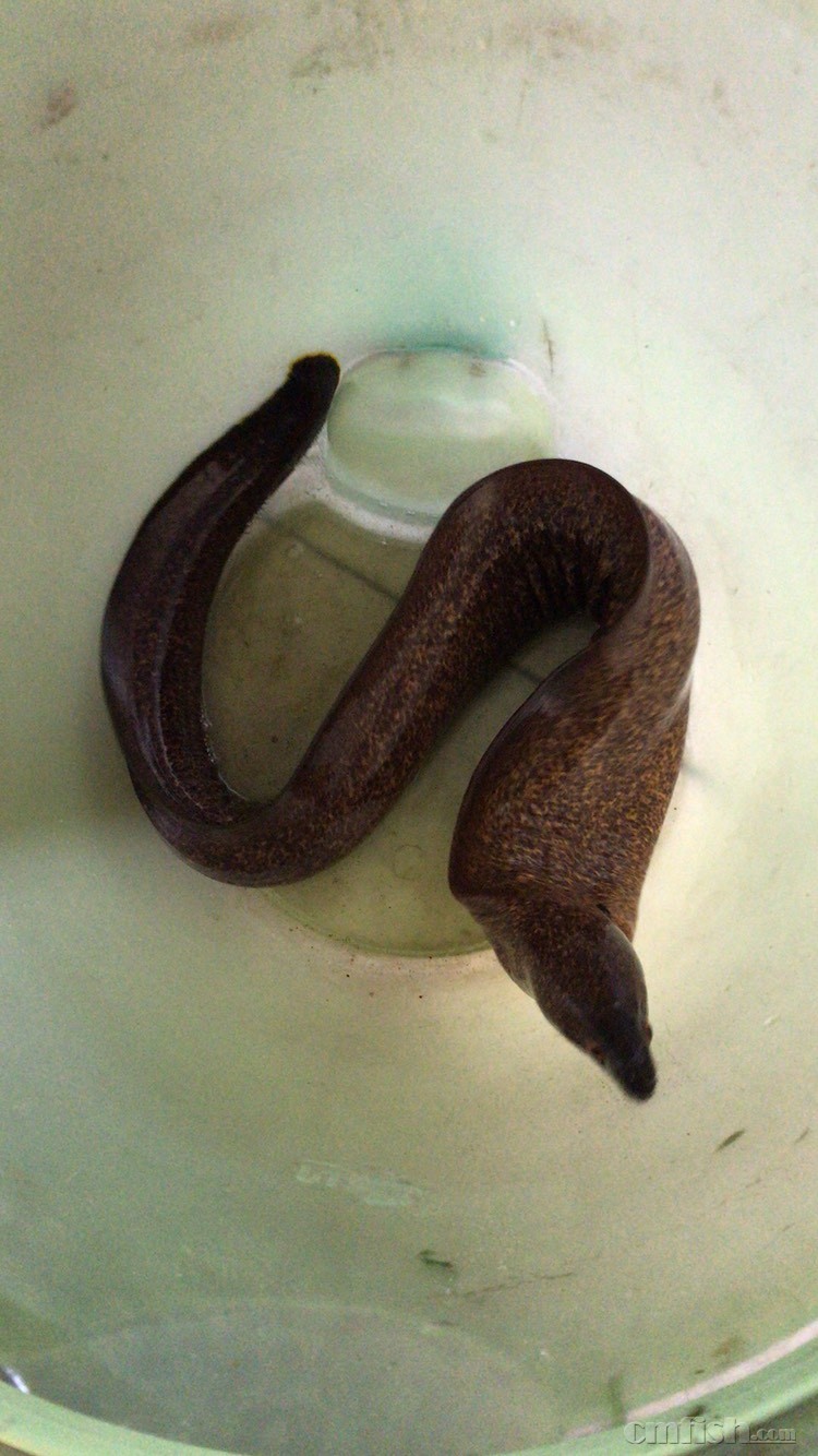 养了两年的大个头海鳗出售自提