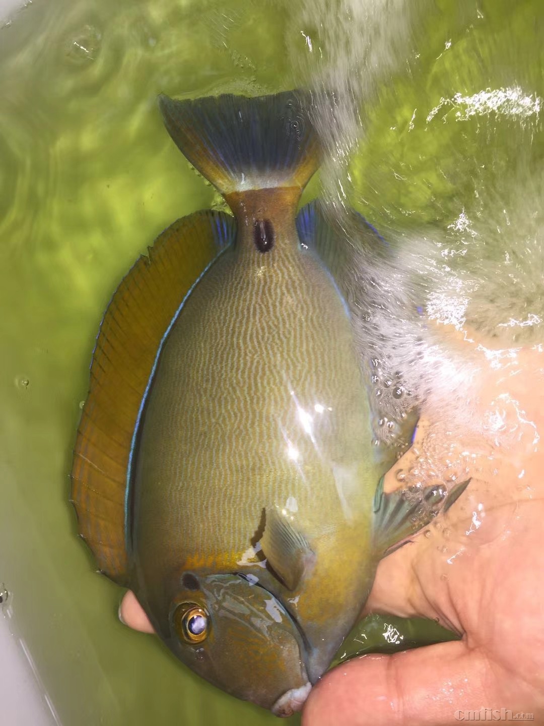 69 广州海峰水族-专业海水鱼珊瑚批发 69 橙波纹吊到货照片!