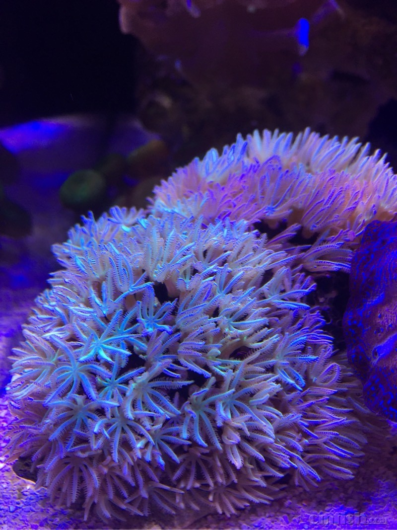 (上海)出个 笙珊瑚