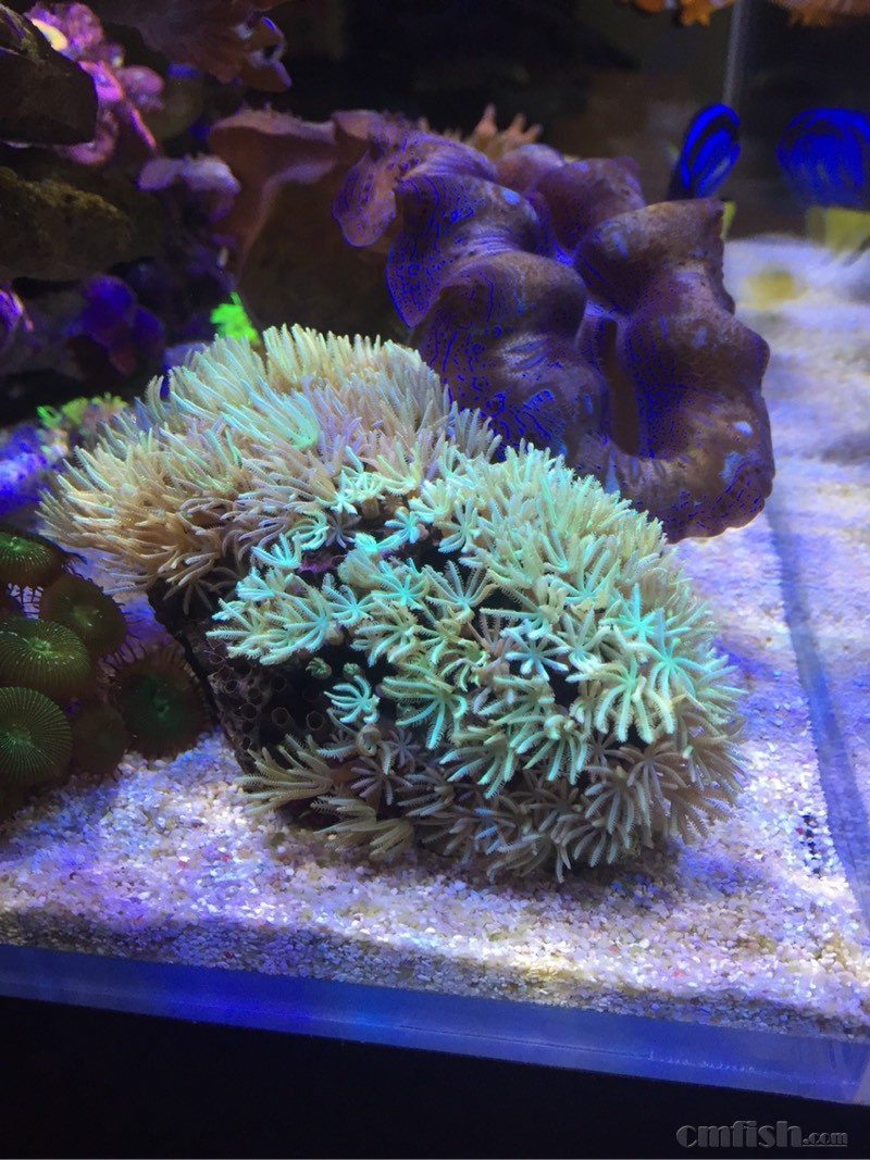 (上海)出个 笙珊瑚