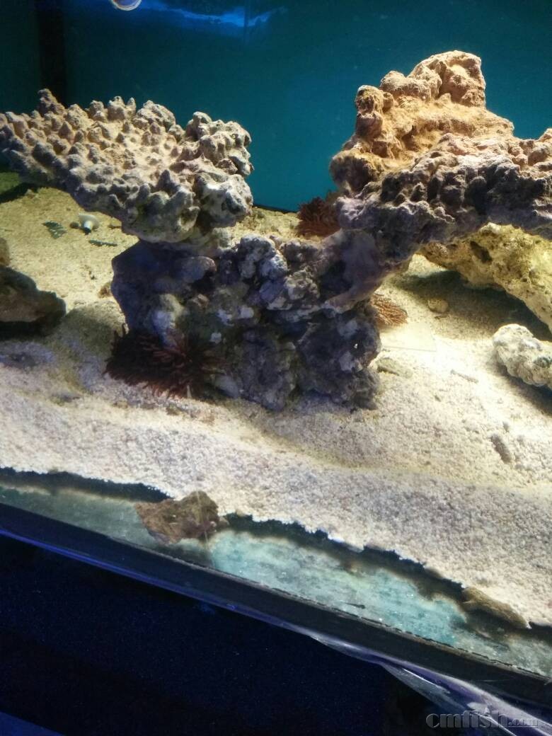 出养定的珊瑚石造景