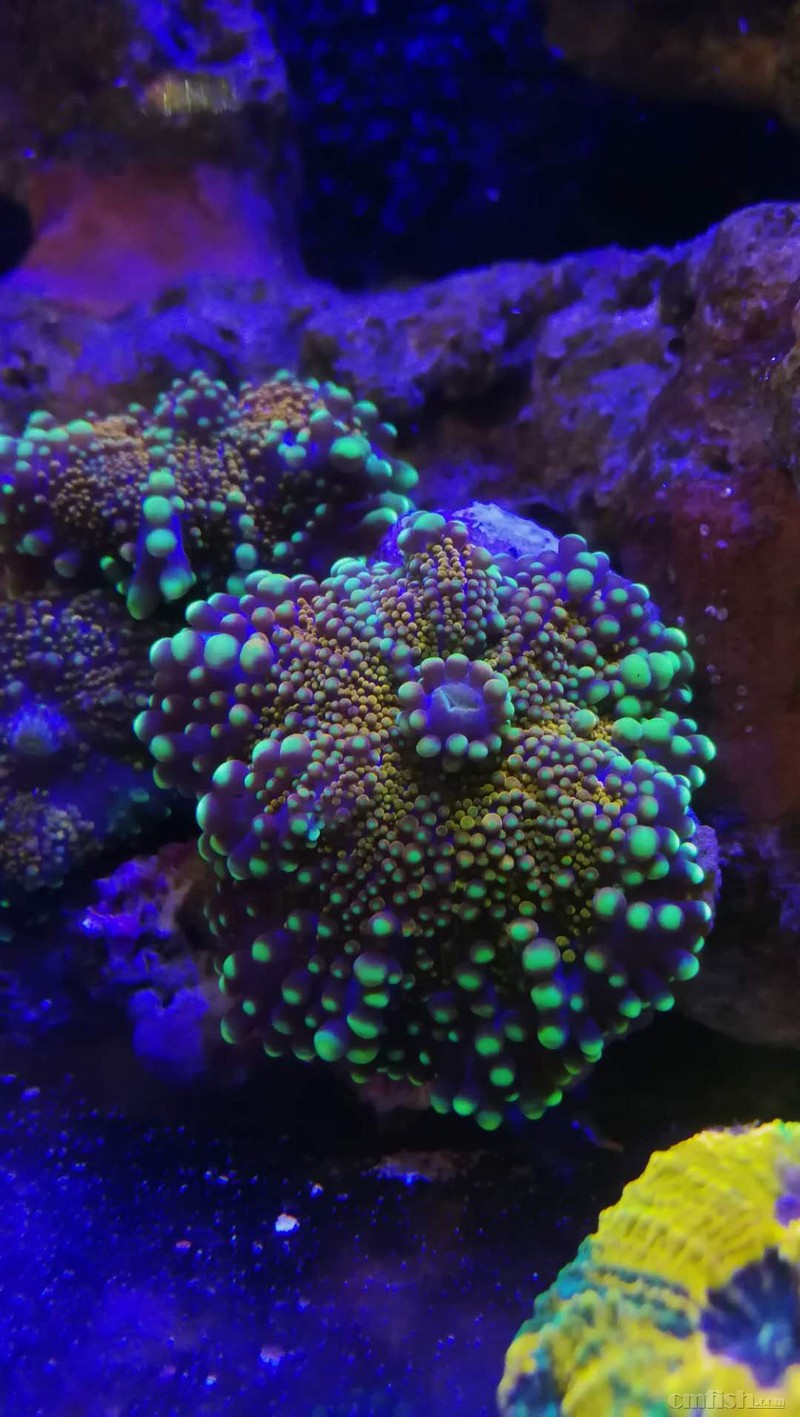 90cmsps开缸留念,海水路漫漫坚持不上岸 - sps硬骨珊瑚 - cmf海友论坛