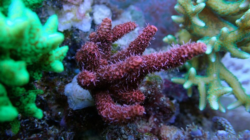 北京敬业的90*70*55 sps缸记录一下生物 - 硬珊瑚缸展示区(sps reef