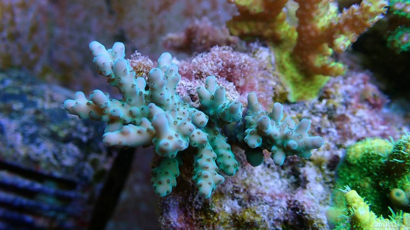 北京敬业的90*70*55 sps缸记录一下生物 - 硬珊瑚缸展示区(sps reef