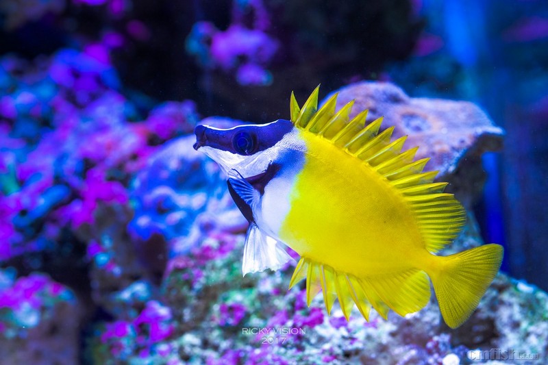 出一条狐狸 一条圆点青蛙