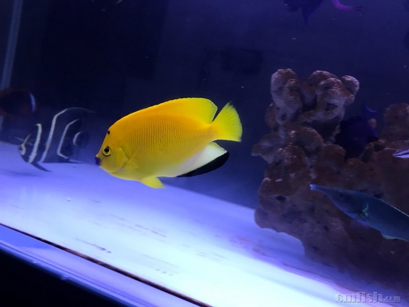 深圳出蓝嘴新娘13_14cm老鱼