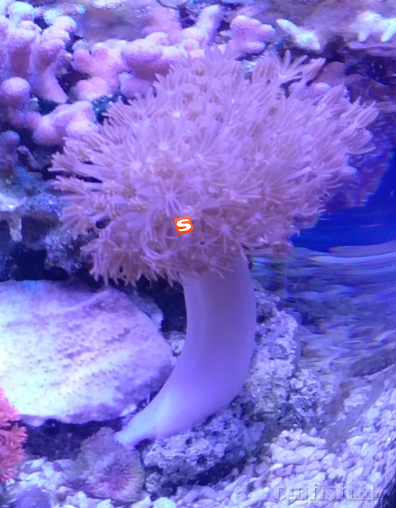 闪千手“爬走”的过程- 珊瑚软体- CMF海水论坛- 手机版- Powered