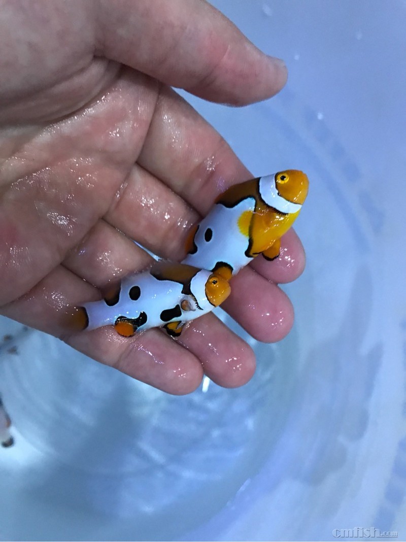 03.21到货印尼鱼!批发零售蓝吊!