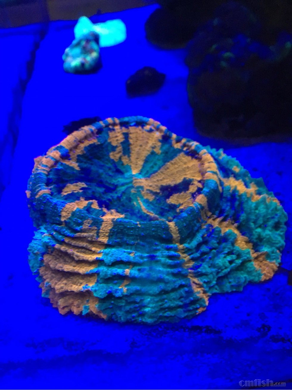 出富士脑 皮革珊瑚