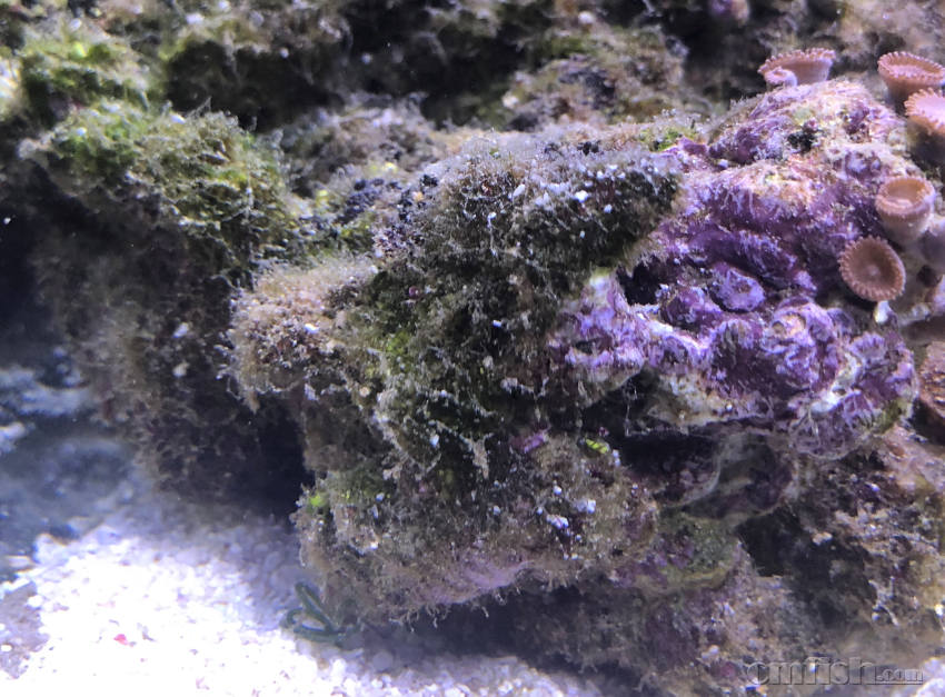 活石上长了很多毛毛一样的褐藻怎么办