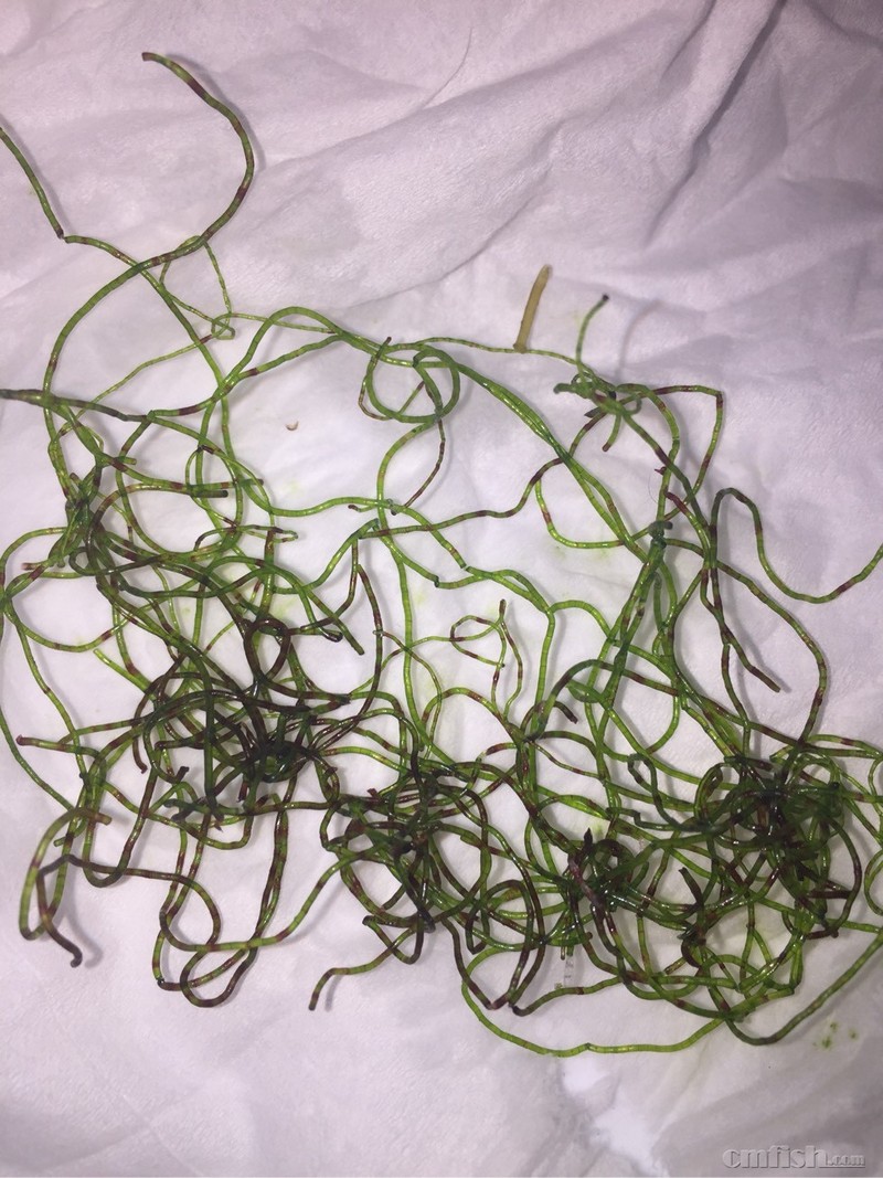 这钢丝藻长什么了?