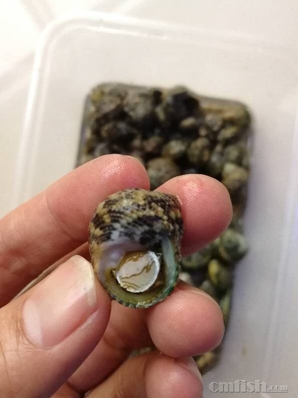 福建泉州送牛眼螺食藻螺