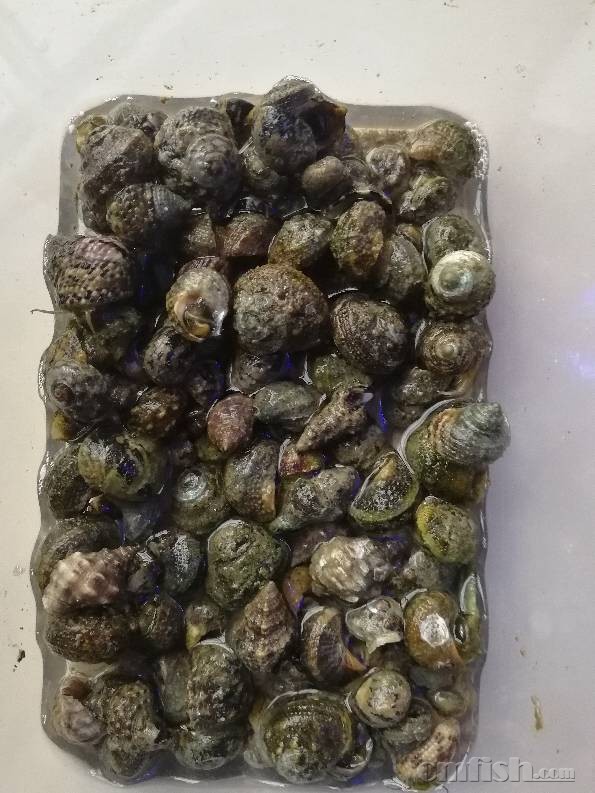 福建泉州送牛眼螺食藻螺