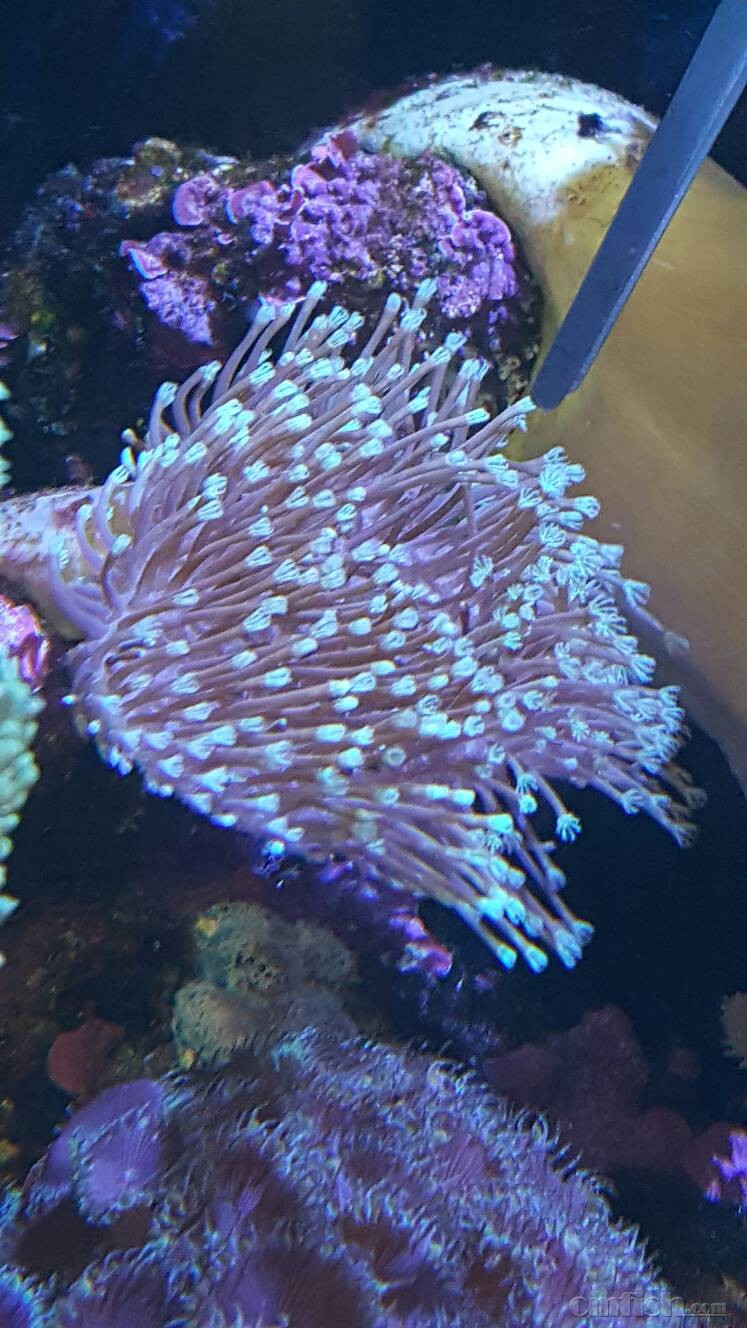 出几块陈年老长须非皮,放缸里就观赏 - 北京地区 - cmf海水观赏鱼论坛
