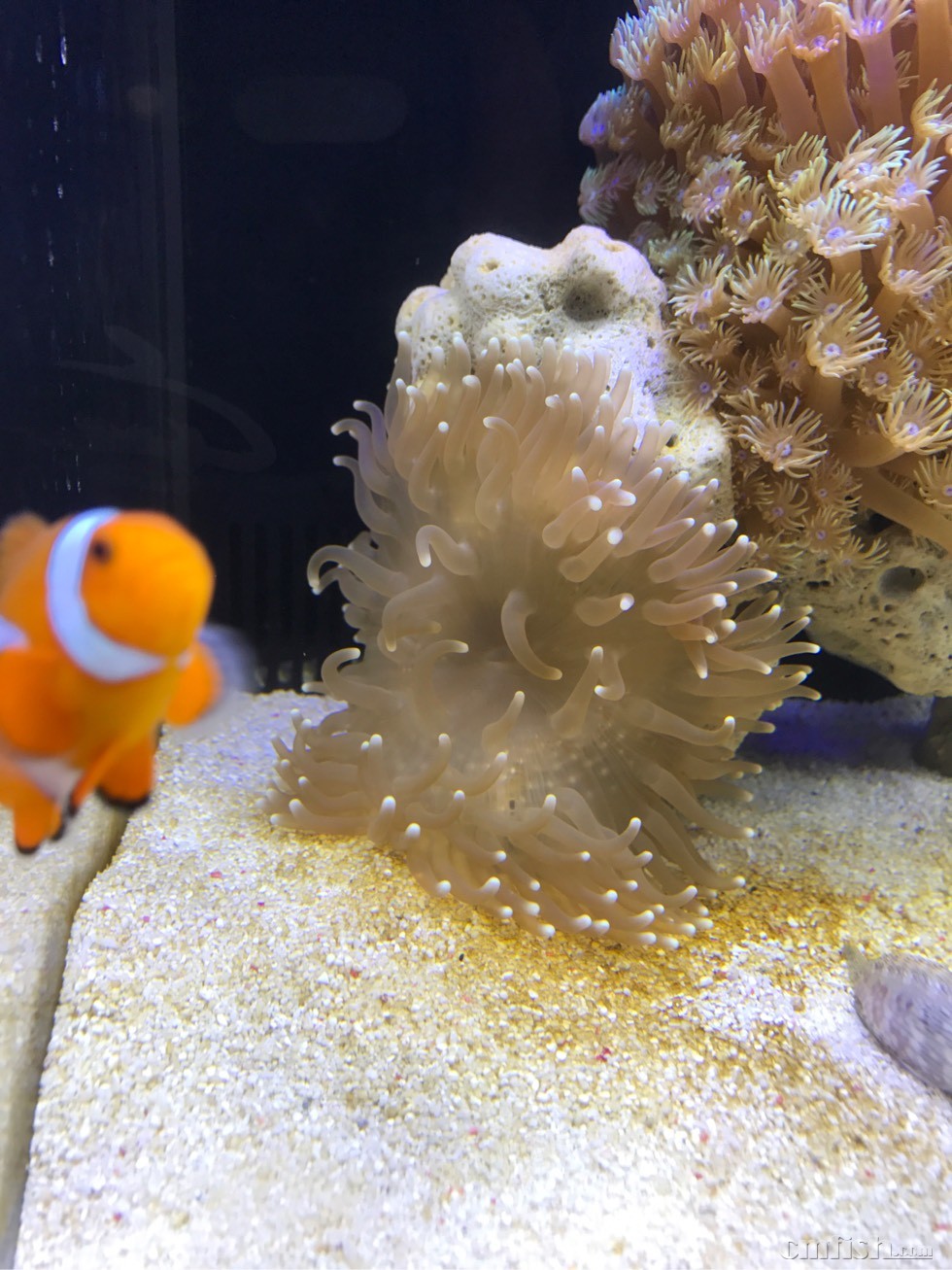 初下海时买的,忘记叫什么名字了,又有点像公主海葵,又不太像,麻烦有