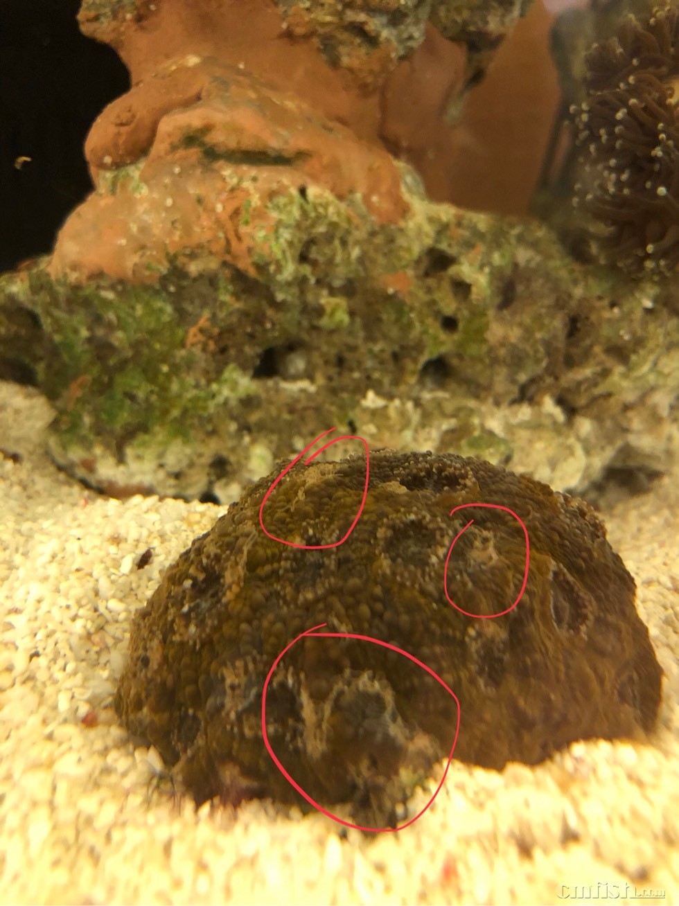 紧急求助,这是布朗冻病么 - lps珊瑚及软体 - cmf海友论坛 - powered