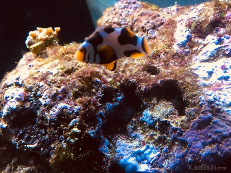 出对喷点配澳黑小丑老鱼,跟一只头盔毕加索