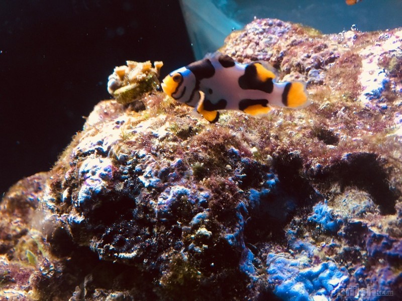 出对喷点配澳黑小丑老鱼,跟一只头盔毕加索