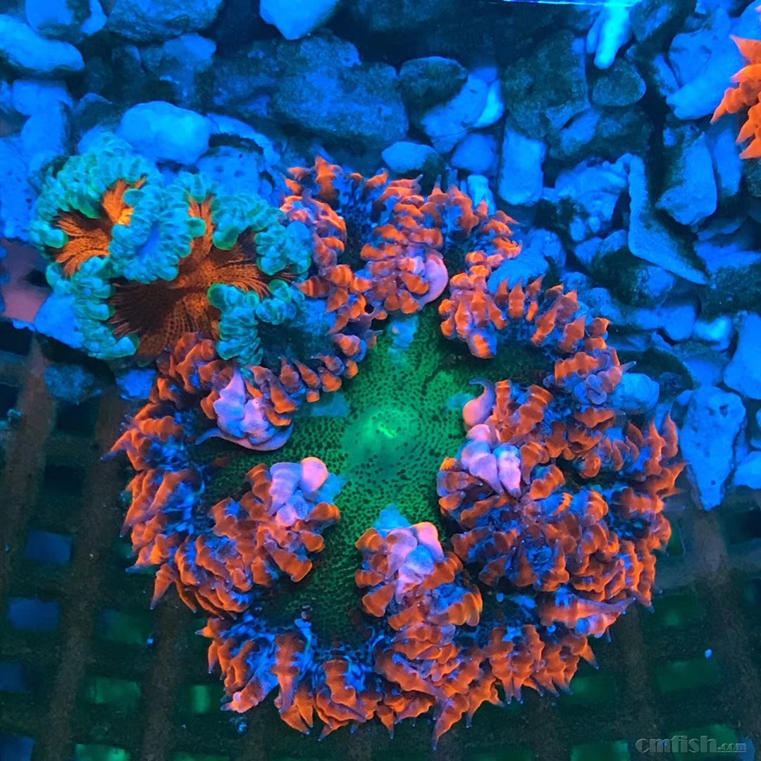 美国石葵,美国泡泡菇到货照片! - 广州海峰水族-专业海水鱼珊瑚批发 -
