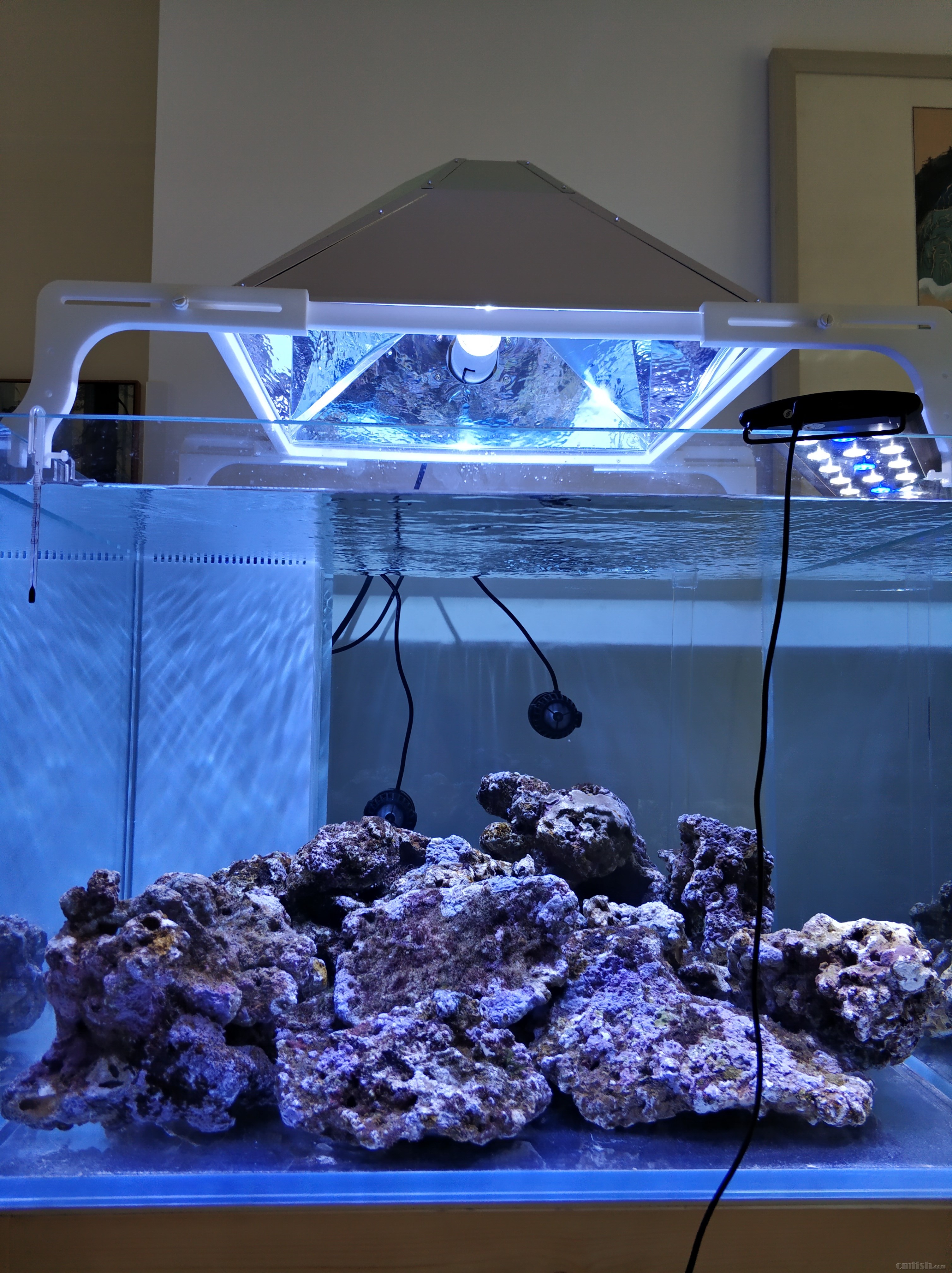 新手80方lps缸下海记录(4月13下海,持续更新中) - 软珊瑚缸展示区(lps