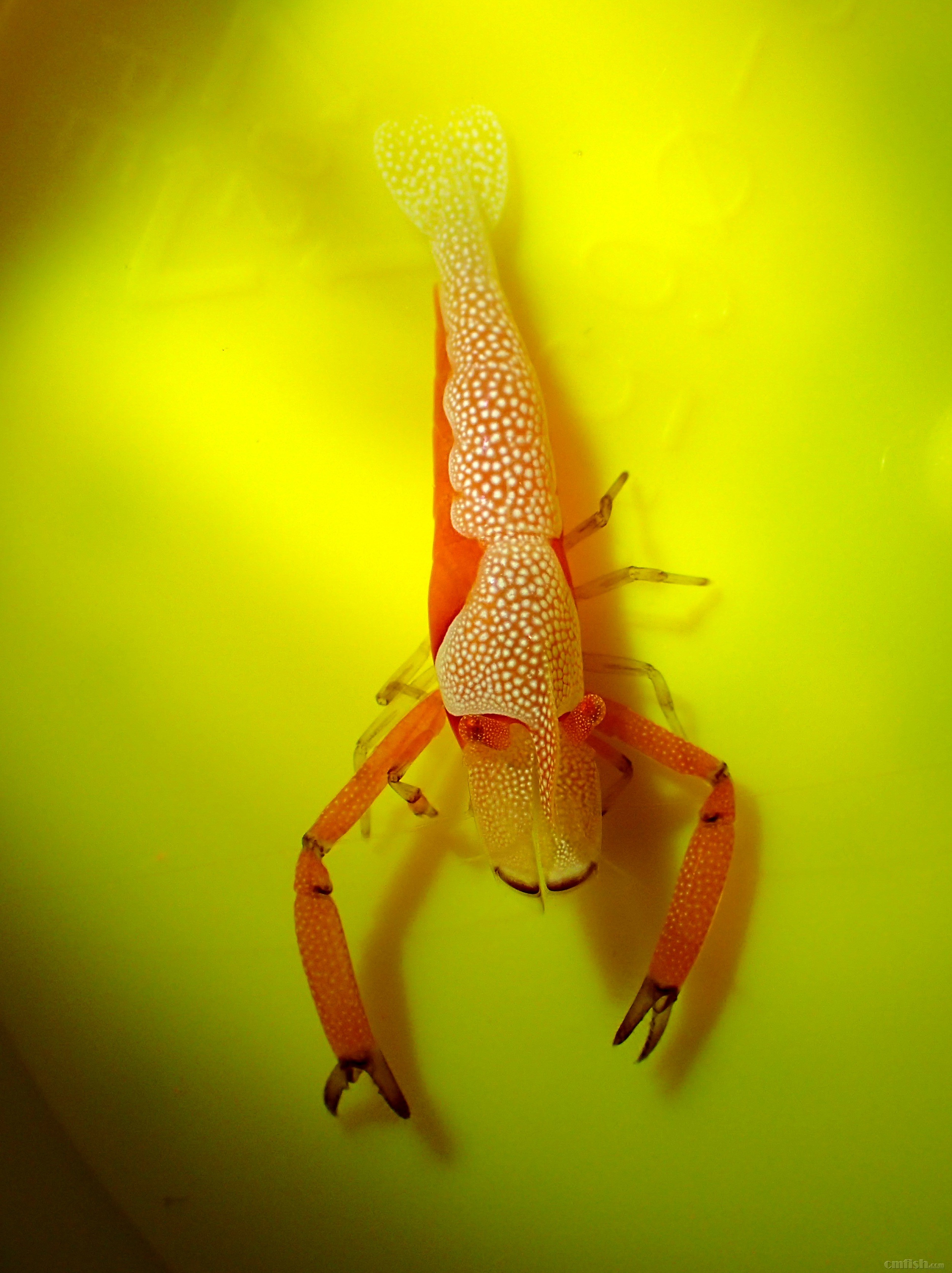 广州出帝王虾一只