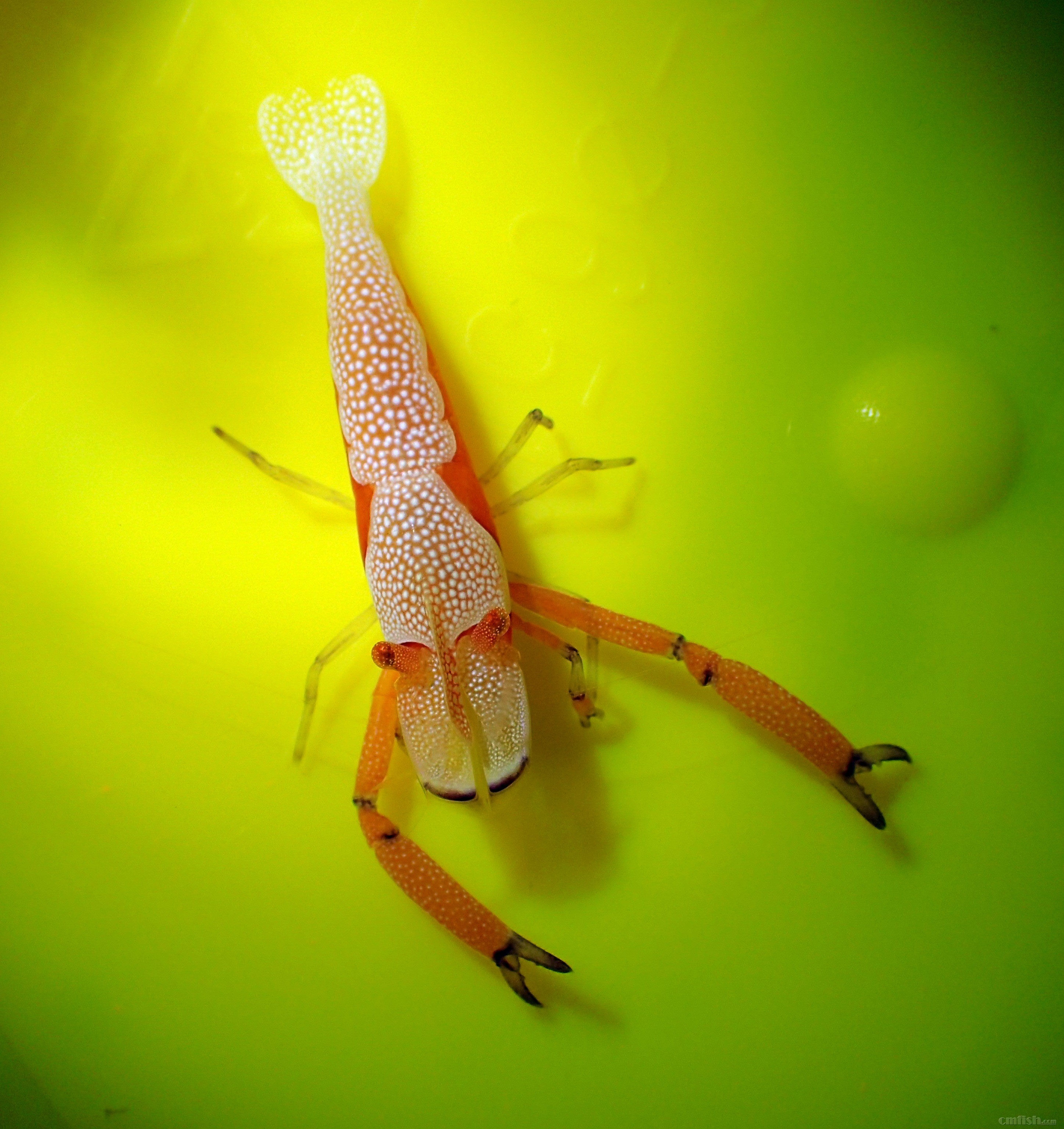 广州出帝王虾一只