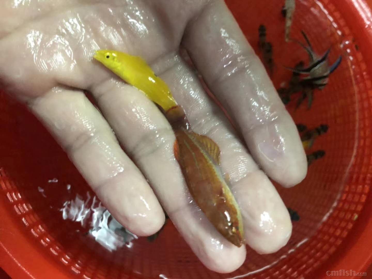 幻彩海洋新鱼到货欢迎新老客户光临 - 上海地区 - cmf海水观赏鱼论坛