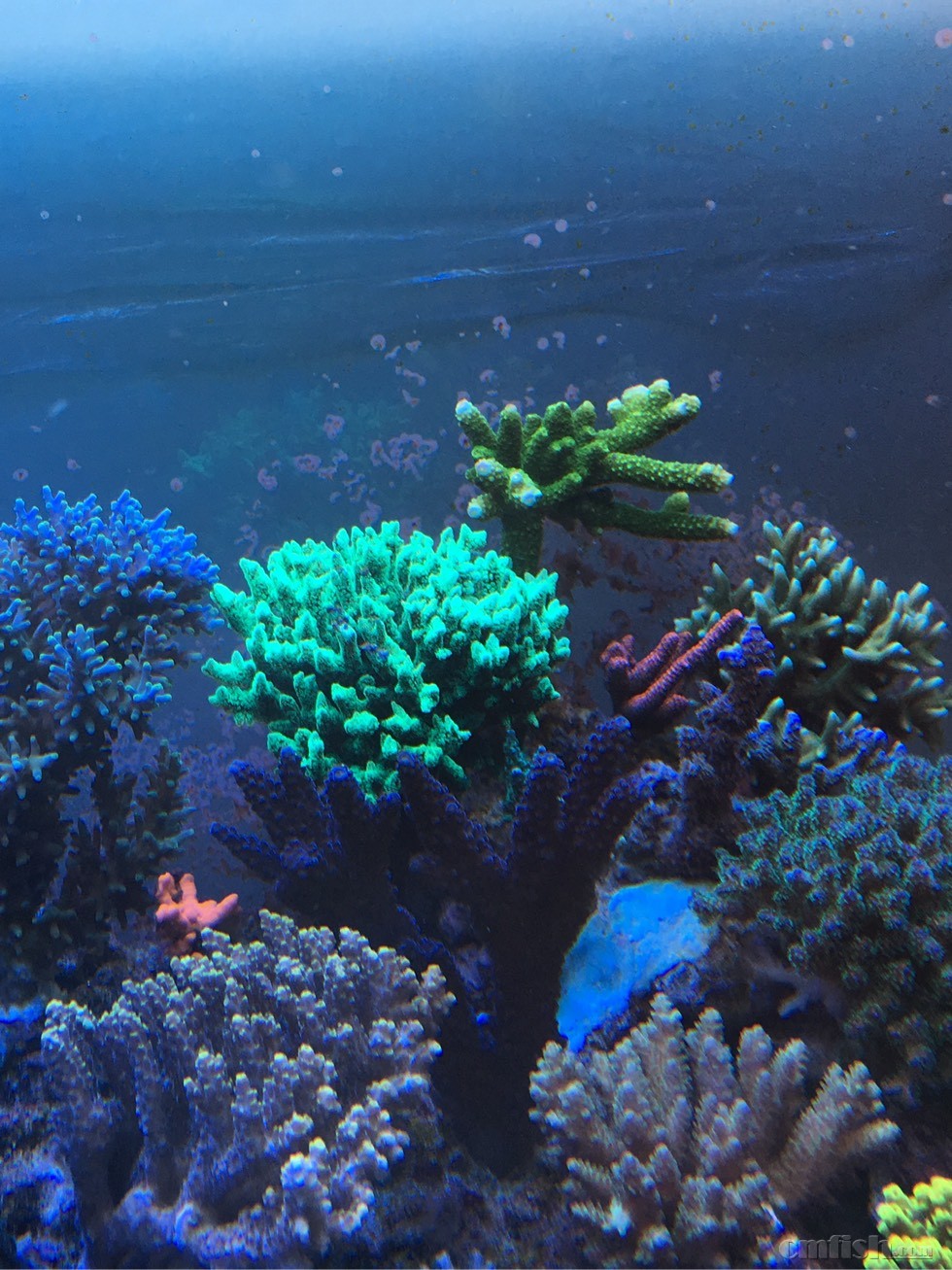 出一个大颗南太荧光绿鸟