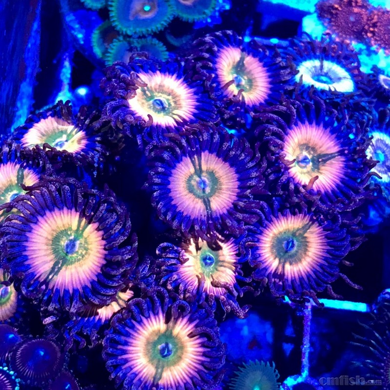 海缸最美的珊瑚之当你的纽扣成片之后.