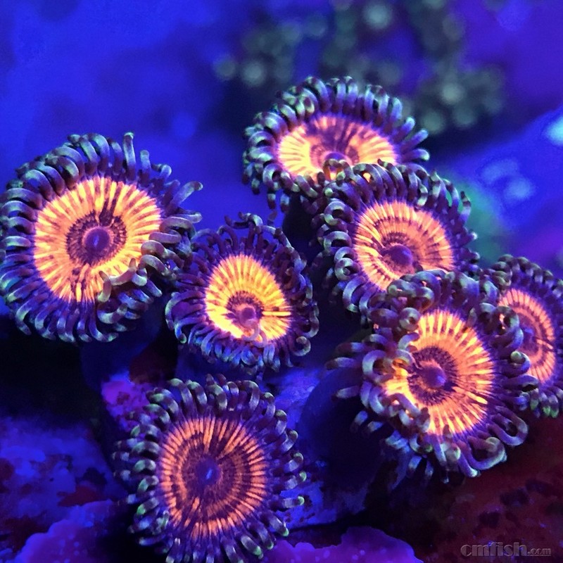 海缸最美的珊瑚之当你的纽扣成片之后.