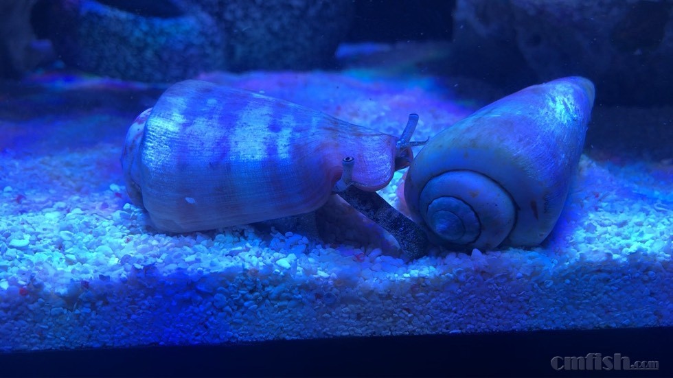 出翻砂螺和牛眼螺封贴