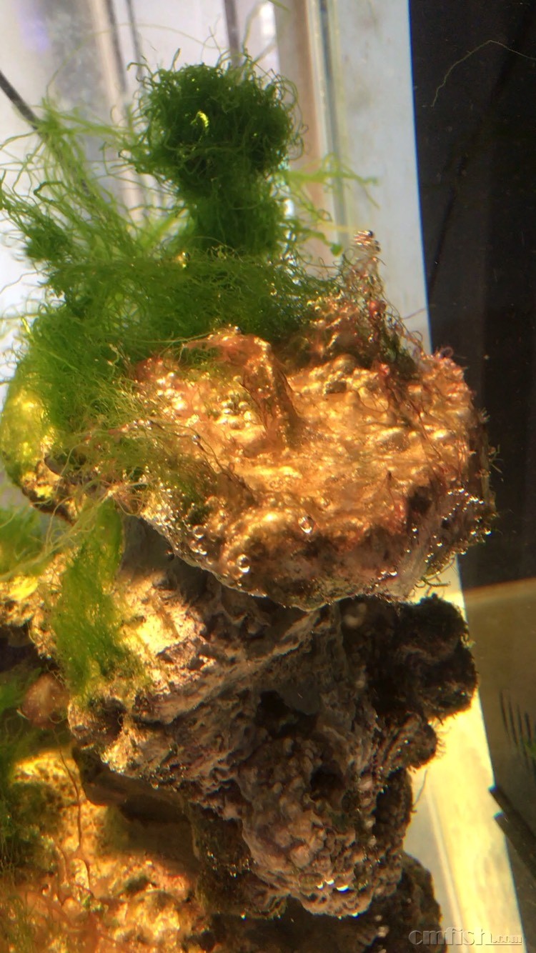 爆藻出现红泥和其他藻类