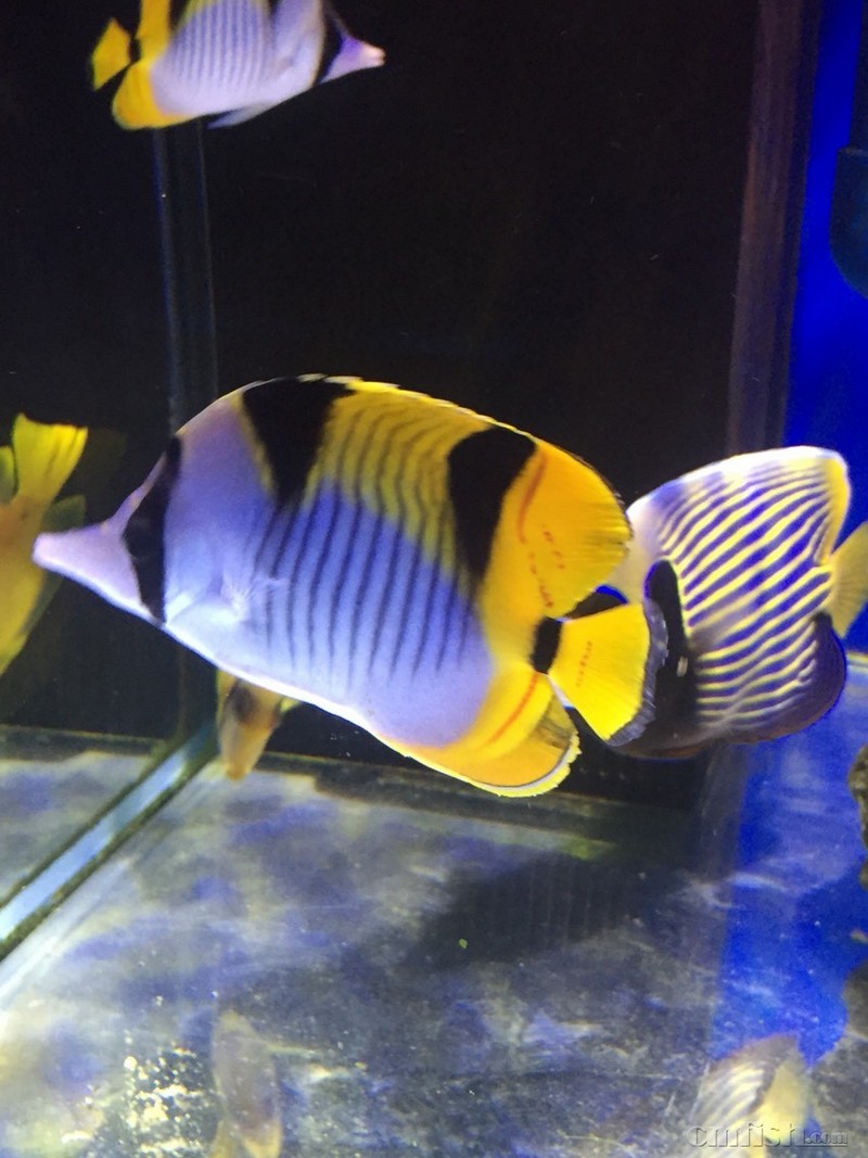 出售:继续出蝶鱼